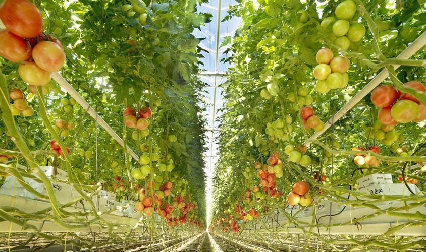 浩豐:致力于現(xiàn)代化農(nóng)產(chǎn)品生產(chǎn)基地建設(shè)